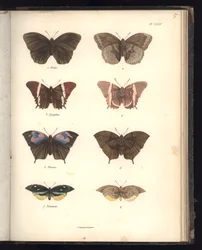 Lepidoptera, Pl. XXXV, illustrazione da 